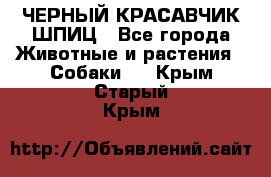 ЧЕРНЫЙ КРАСАВЧИК ШПИЦ - Все города Животные и растения » Собаки   . Крым,Старый Крым